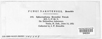 Sphaerophoma brencklei image